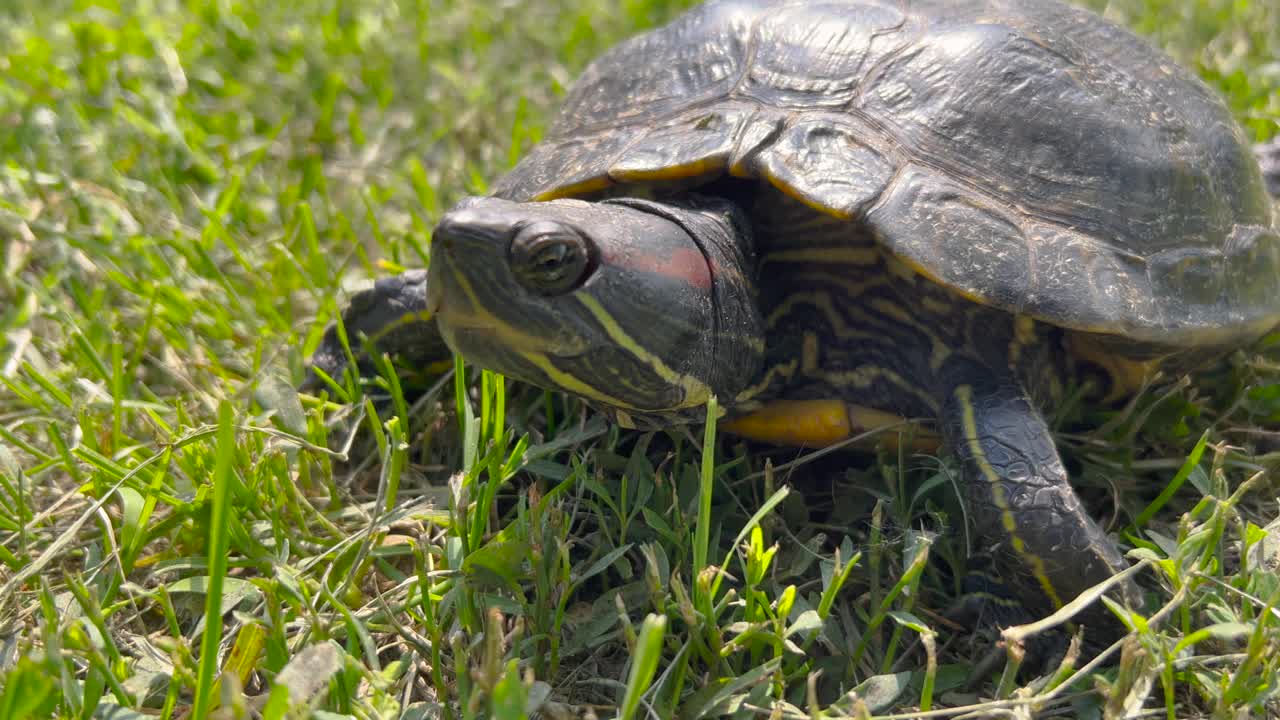 公园里的红耳龟或红耳龟(Trachemys scripta elegans视频素材