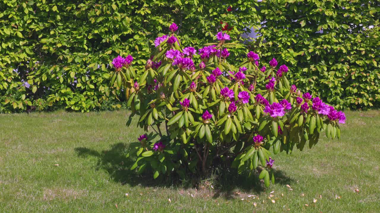 花园里盛开的紫色杜鹃花的美丽景色。视频素材