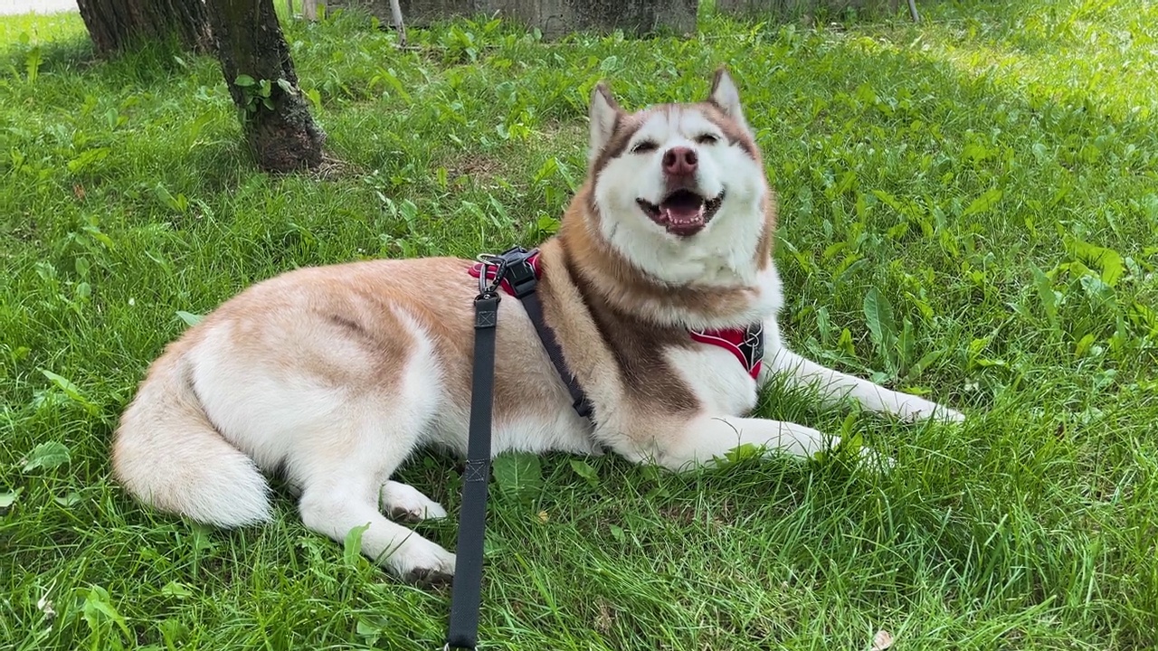 哈士奇狗躺在草地上。视频素材