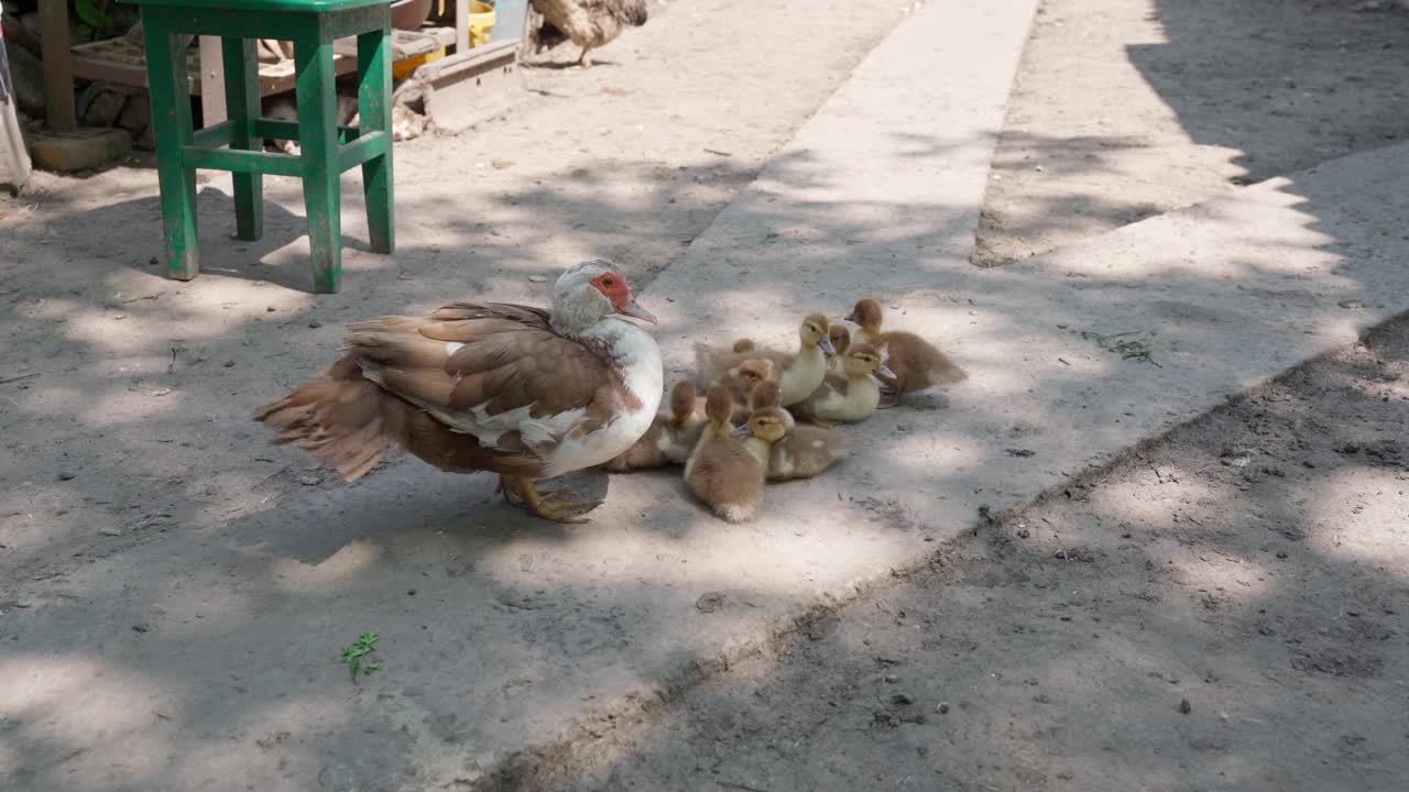 畜牧场里的一群鸭子。一个阳光明媚的夏日，乡下的院子里，雌性麝香雀带着几只小鸭子。一群小鸭子坐在鸭妈妈旁边。在4K里孵蛋的鸟。视频素材