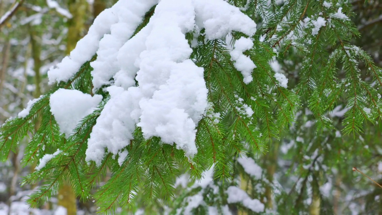 白色的雪落下来，摇晃着针叶树的树枝视频素材