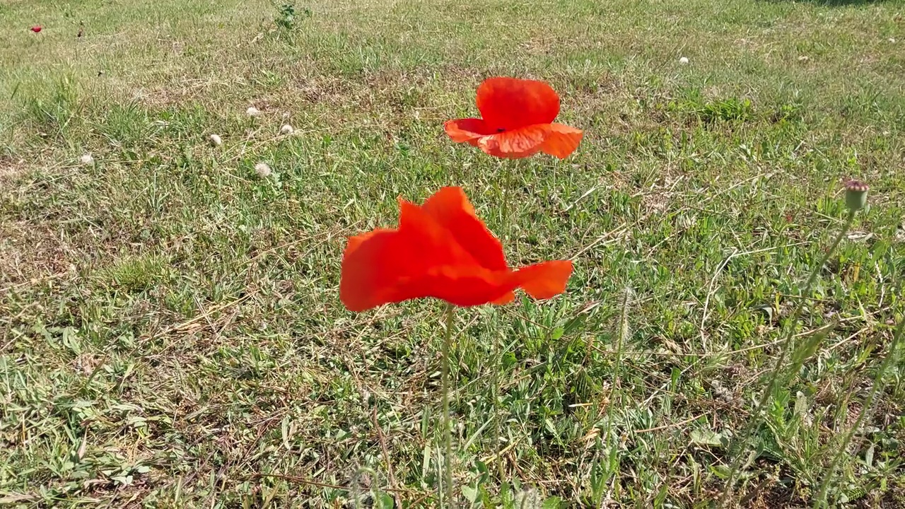 夏天花园里花儿盛开视频素材