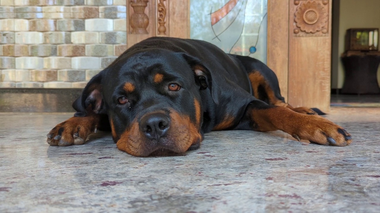 一只成年黑色罗威纳犬安静地躺在阳台的地板上，想小睡一会儿视频素材