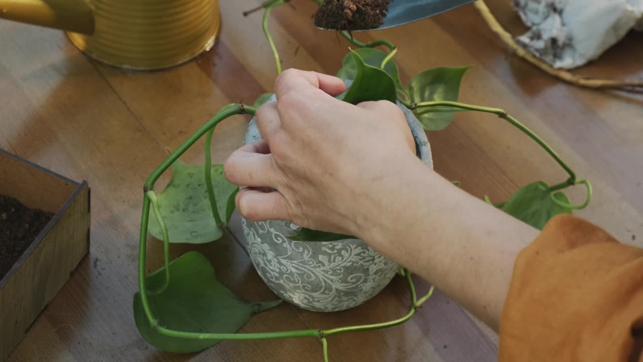 夏天园艺。妇女在后花园的新花盆里移栽植物。视频素材