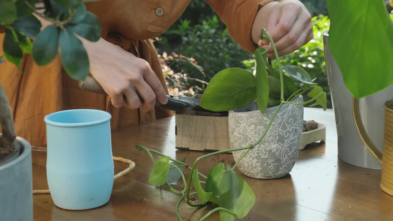 夏天园艺。一名妇女在户外重新盆栽菊。视频素材