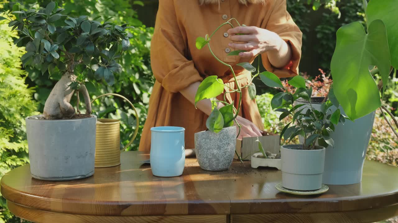 夏天园艺。妇女在后花园的新花盆里移栽植物。视频素材