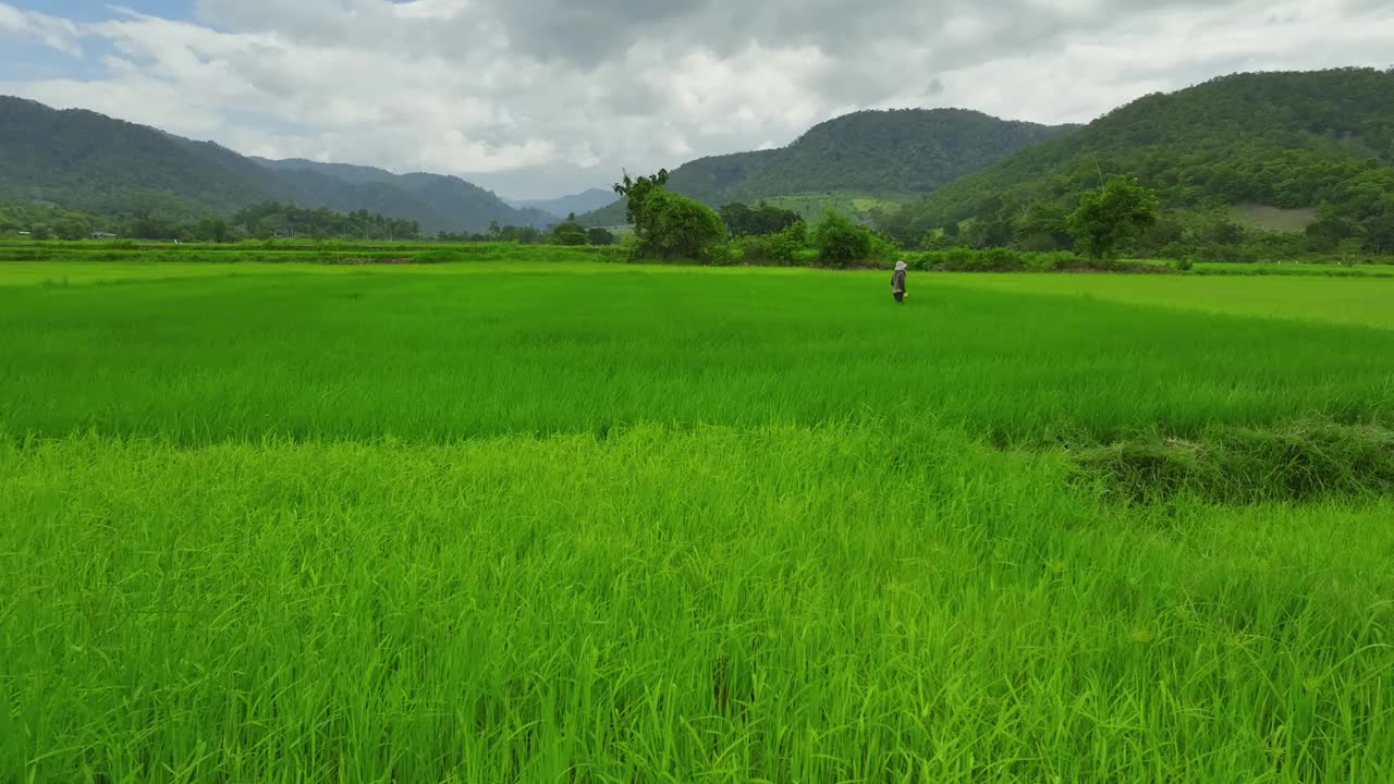 雄伟的山地稻田视频素材