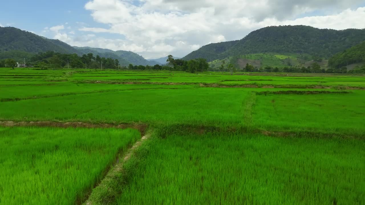 空灵的景观:水稻种植园的空中探索视频素材