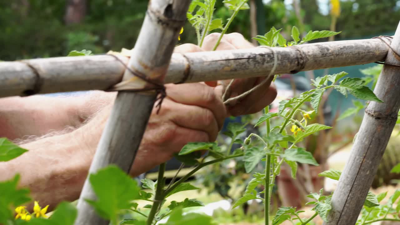 一名男性农民正在田间捆绑番茄植株，使其生长。有选择性的重点视频素材