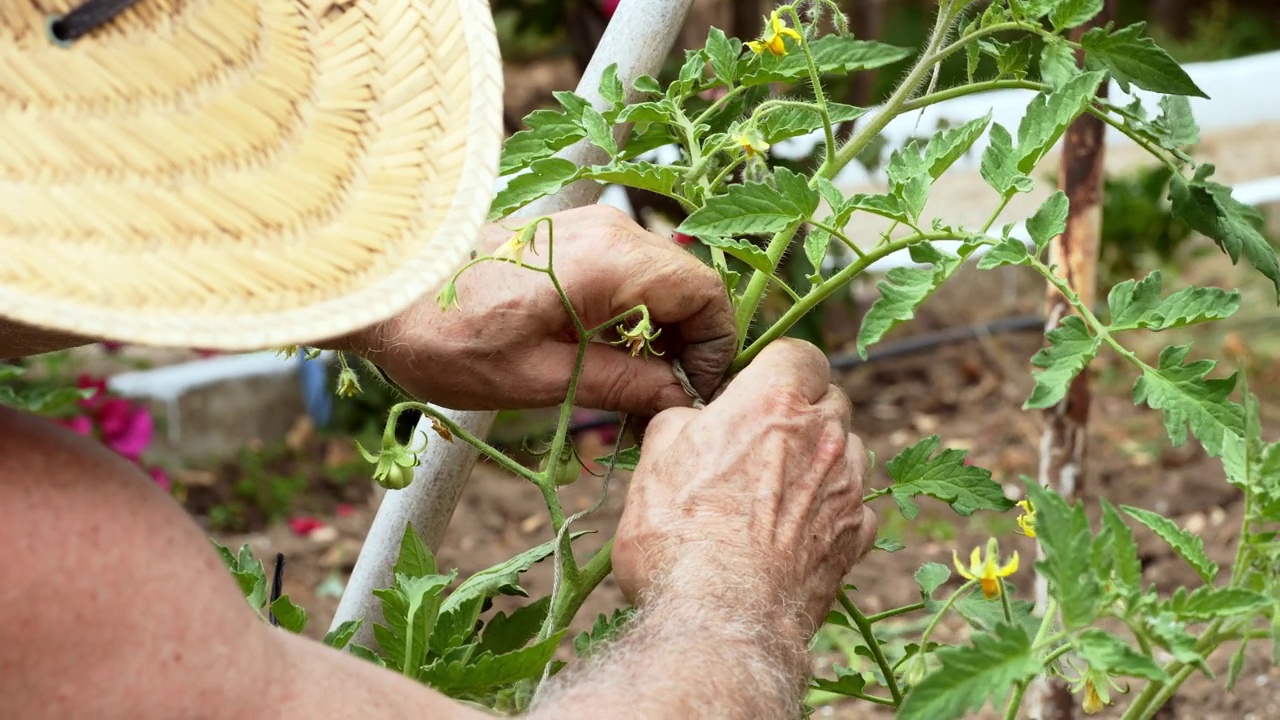 一名男性农民正在田间捆绑番茄植株，使其生长。有选择性的重点视频素材