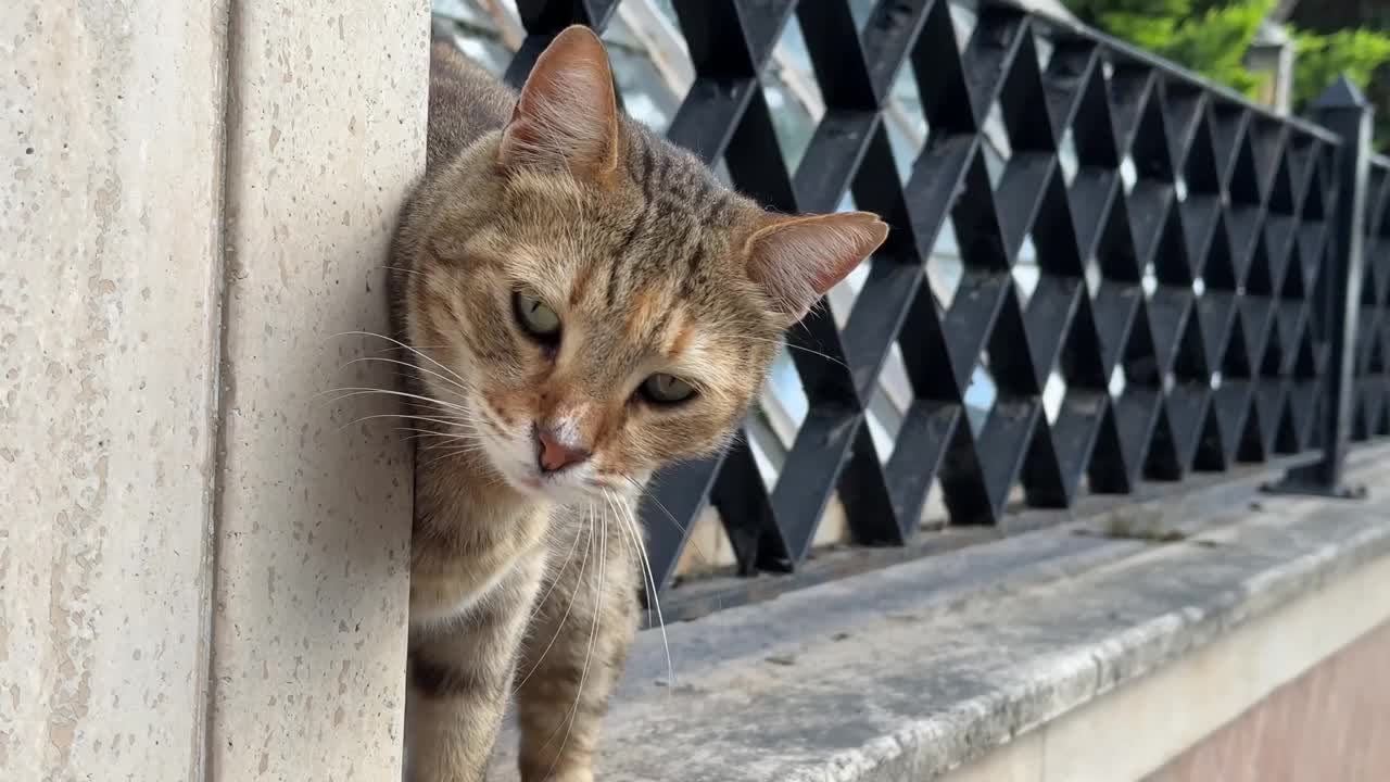 街上流浪的虎斑猫视频素材