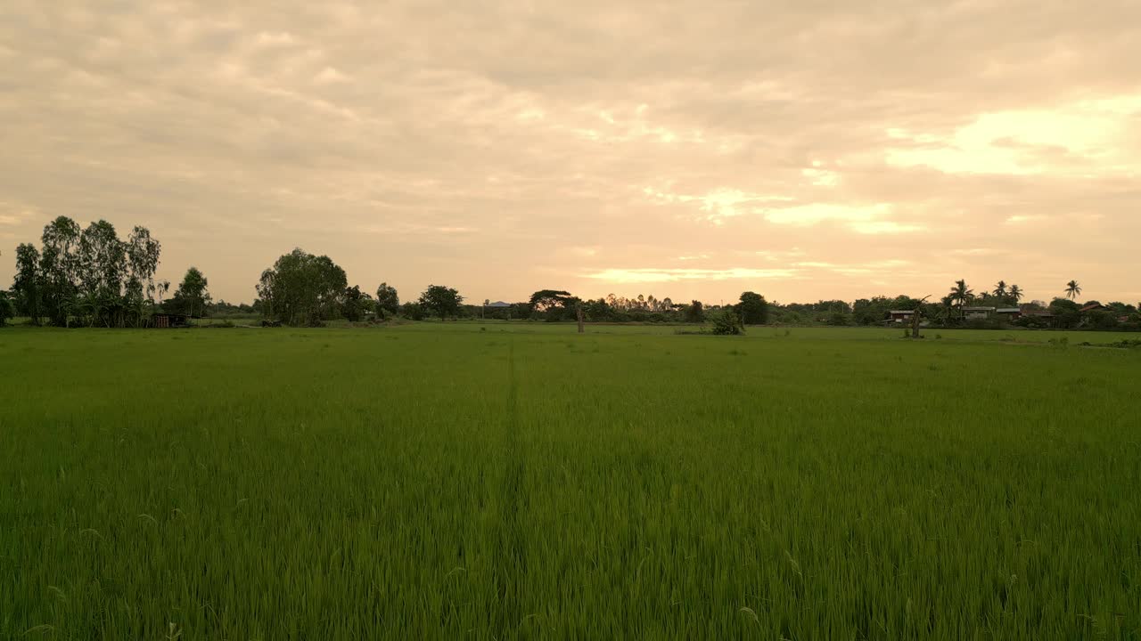 美丽的大自然，田野农场的晨光视频素材