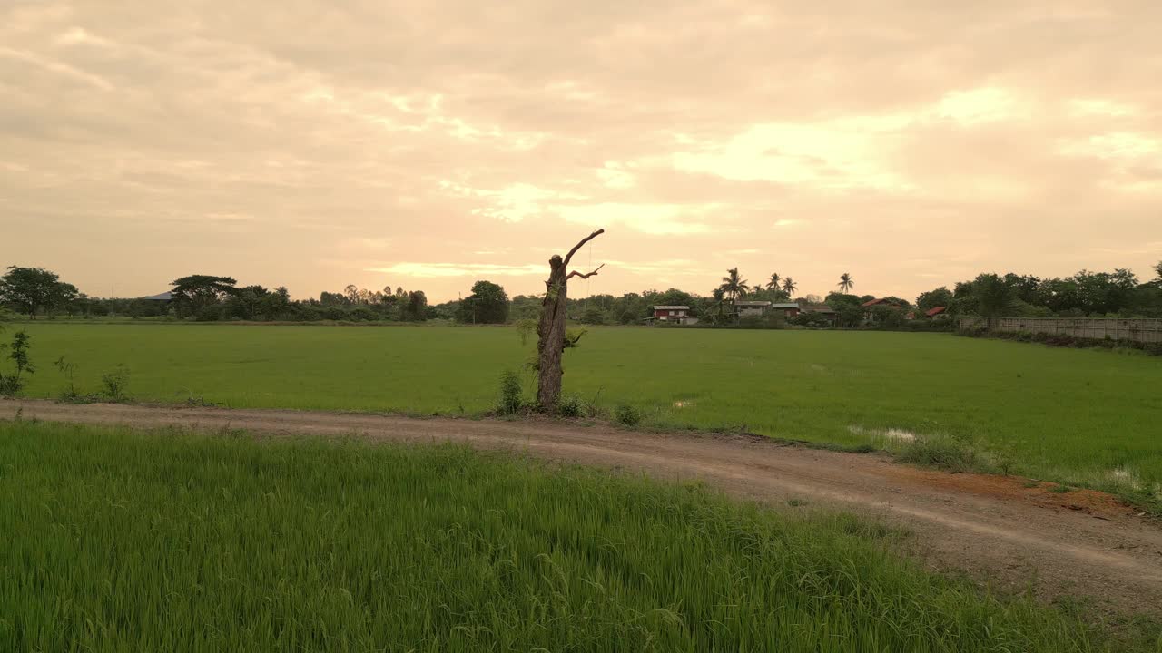 美丽的大自然，田野农场的晨光视频素材