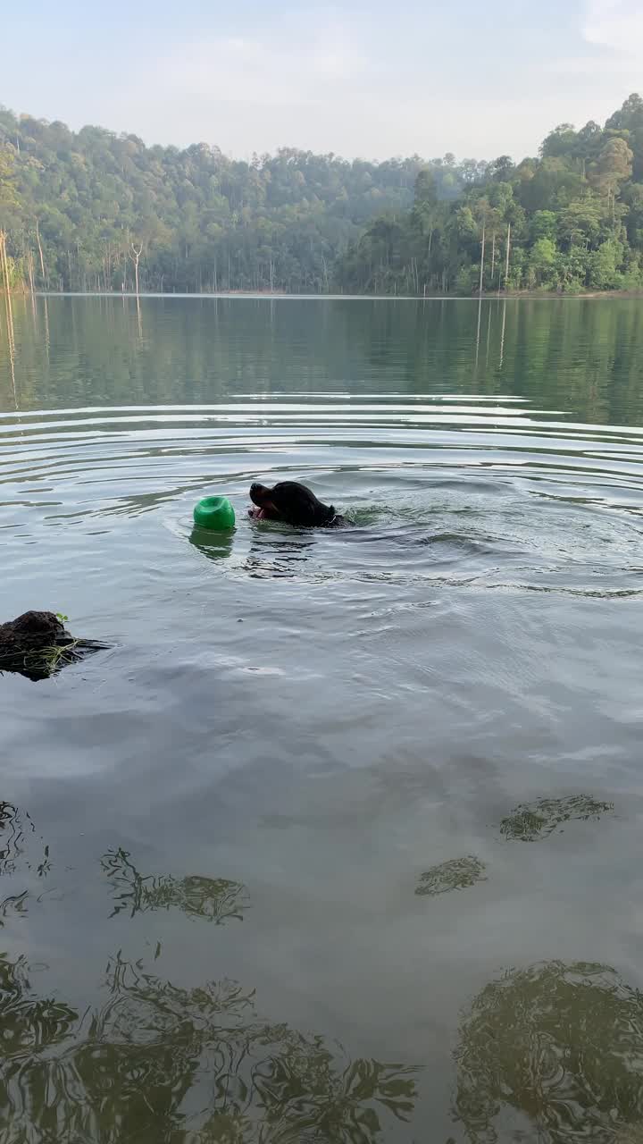 快乐的罗威纳犬在湖中游泳时玩球。视频素材