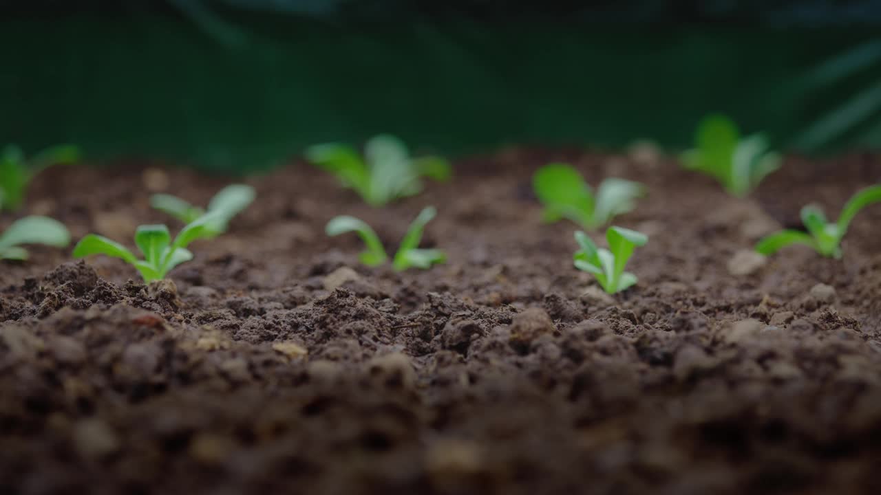 有机栽培农业中沙拉蔬菜苗木的种植视频素材