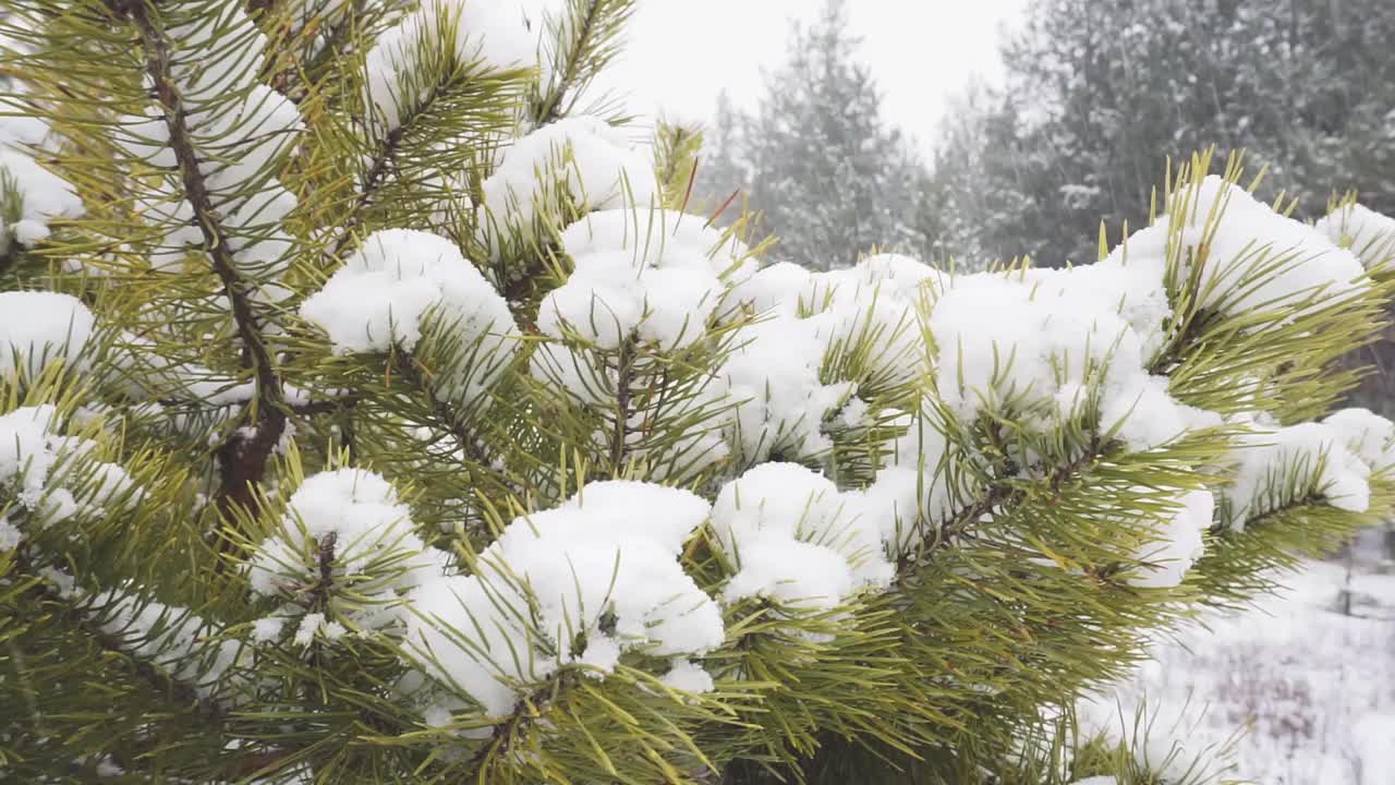 降雪视频素材