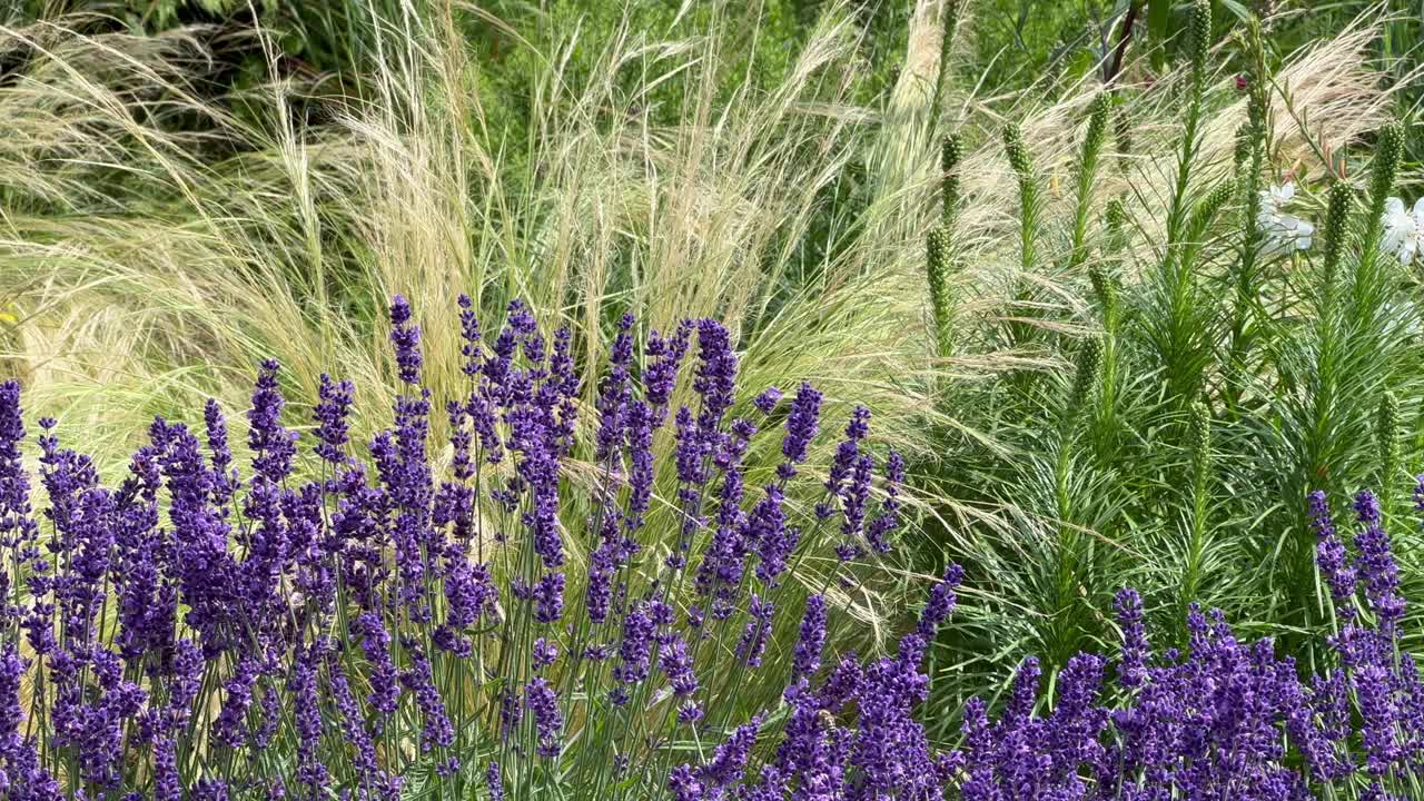 在一个阳光明媚的日子里，田野里明亮的薰衣草植物视频素材