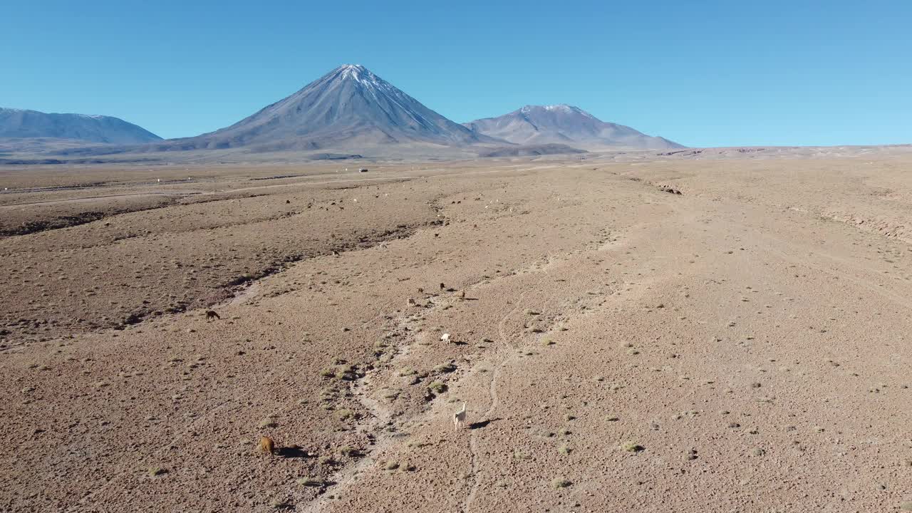 智利阿塔卡马沙漠中的羊驼和利卡坎伯火山视频下载