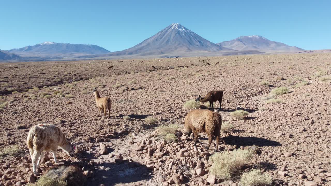 智利阿塔卡马沙漠中的羊驼和利卡坎伯火山视频素材