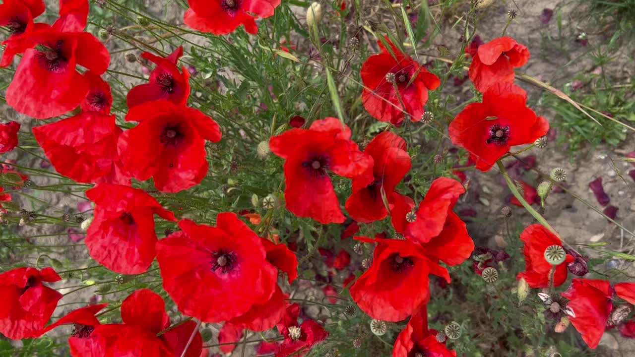 罂粟花。红色的罂粟花特写，花儿在风中飞舞。野罂粟田，美丽的夏日田园风光。新鲜的绿色草地，鲜艳的红色花朵，阳光明媚的一天。视频素材