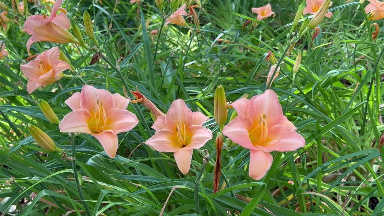 公园里盛开的橘黄色黄花菜(萱草)的原料视频素材