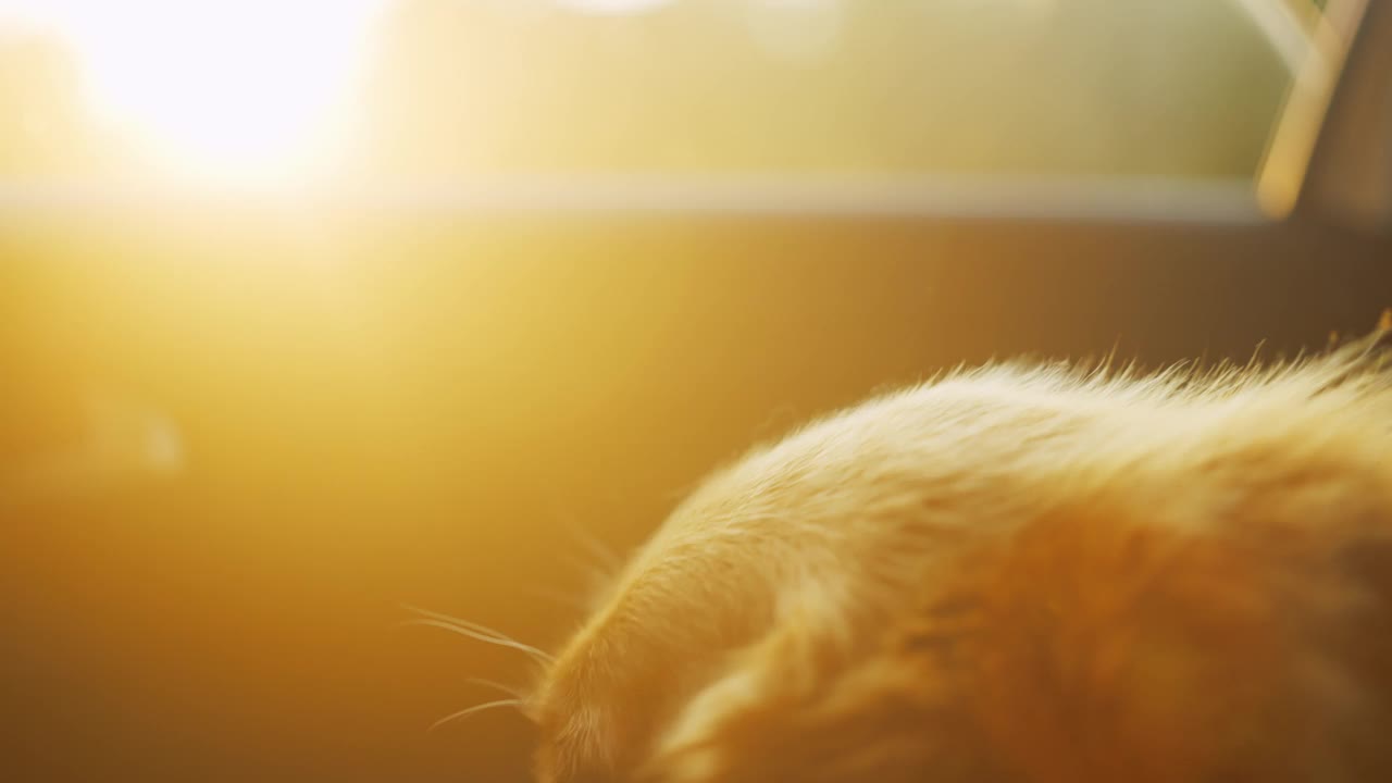 特写金毛猎犬沐浴在夕阳的温暖光芒中视频素材