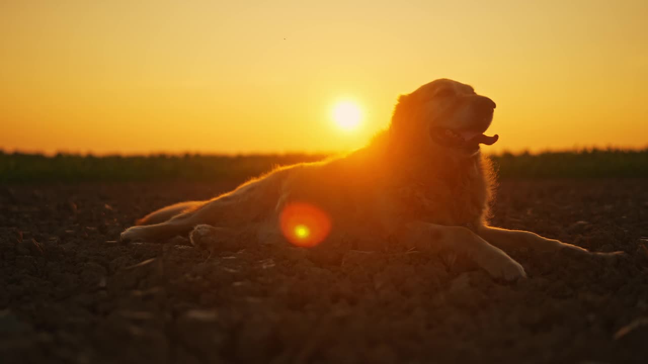 SLO MO可爱的金毛猎犬在夕阳下的农田里休息视频素材