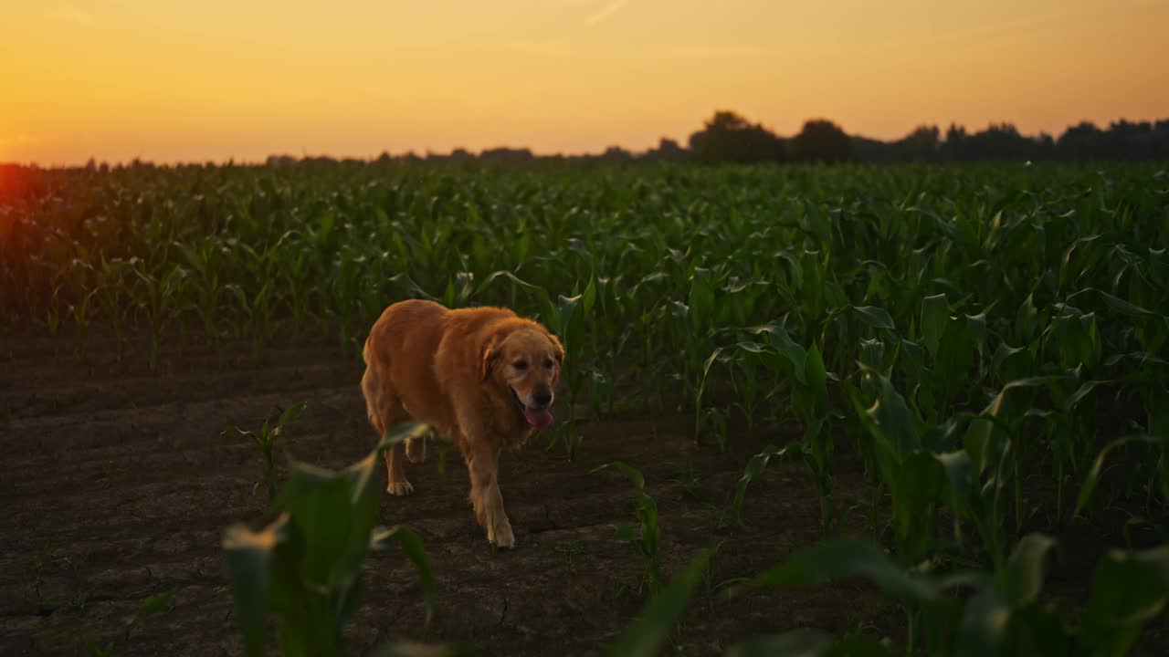 可爱的金毛猎犬在夕阳下漫步穿过一片玉米幼苗视频素材