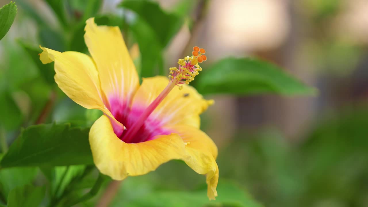 近距离捕捉充满活力的美丽的黄色芙蓉花在一个热带花园在4k视频素材