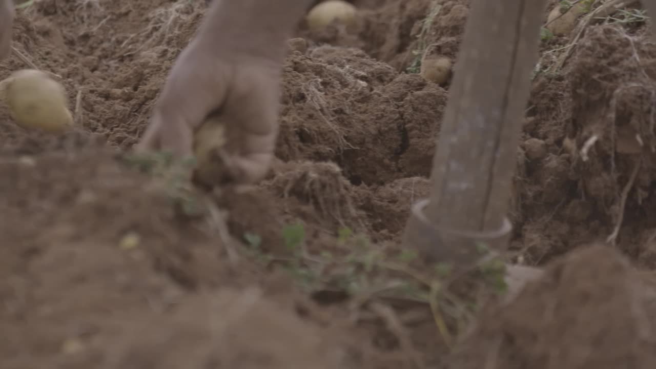 农民用手收割土豆/秘鲁库斯科视频素材