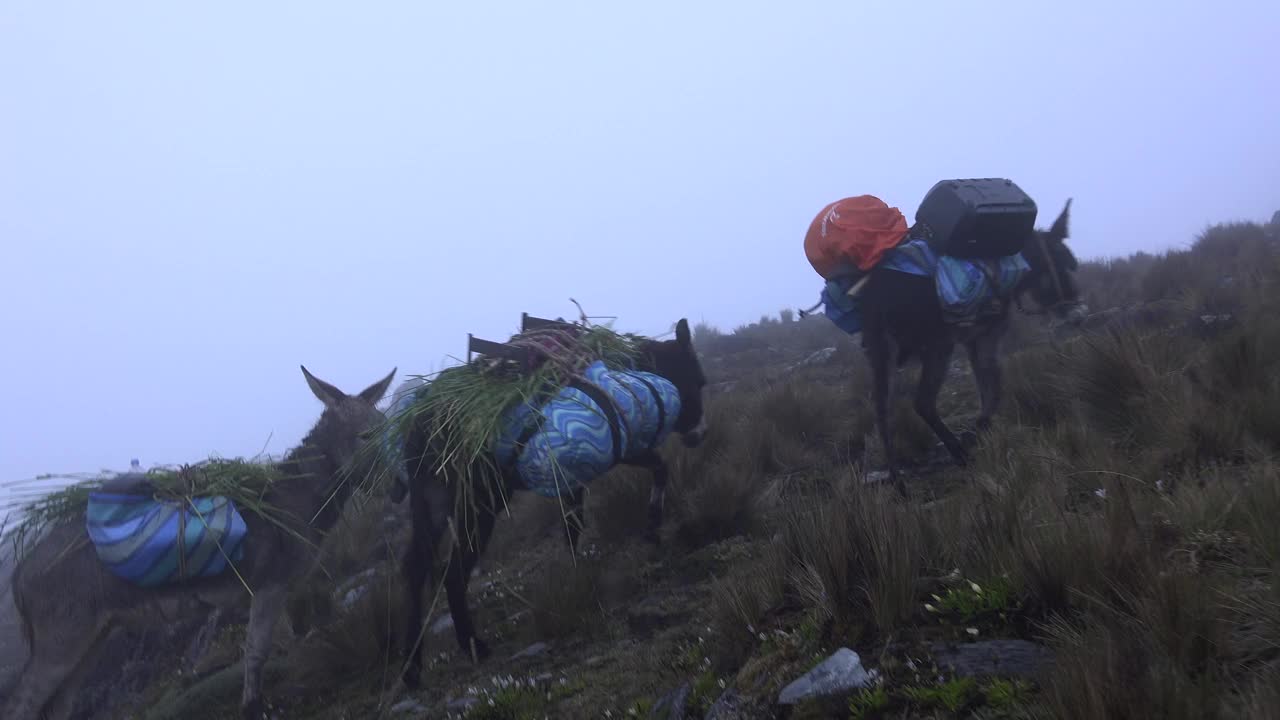 驴驮着货物爬山/秘鲁库斯科视频素材