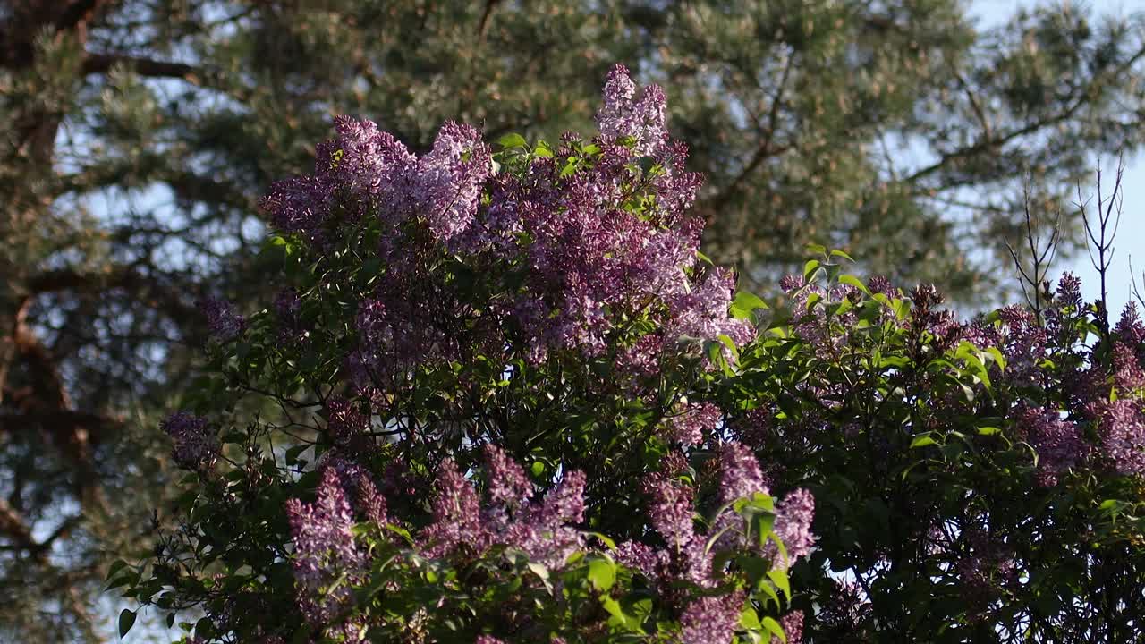 丁香在春天开花。丁香花和绿叶在风中摇曳。傍晚的阳光照亮了美丽的紫丁香树。视频素材