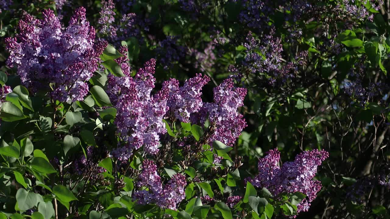 丁香在春天开花。丁香花和绿叶在风中摇曳。傍晚的阳光照亮了美丽的紫丁香树。视频素材