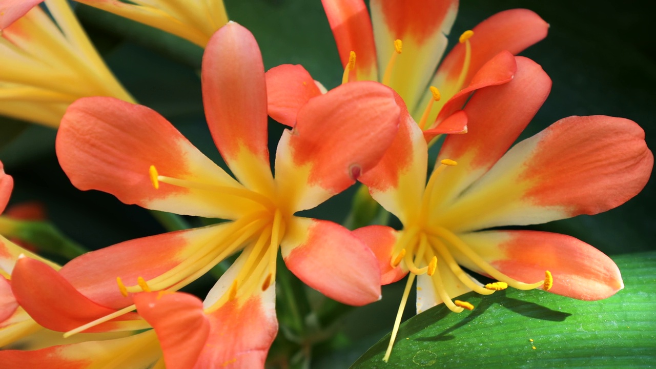 明亮的黄色和橙色的Clivia Nobilis Lindl花串绿叶在夏天的花园里视频素材