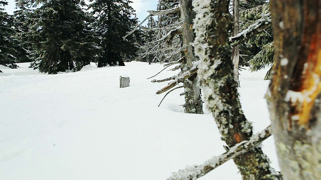 在冬天的森林里，人们在雪地上奔跑视频素材