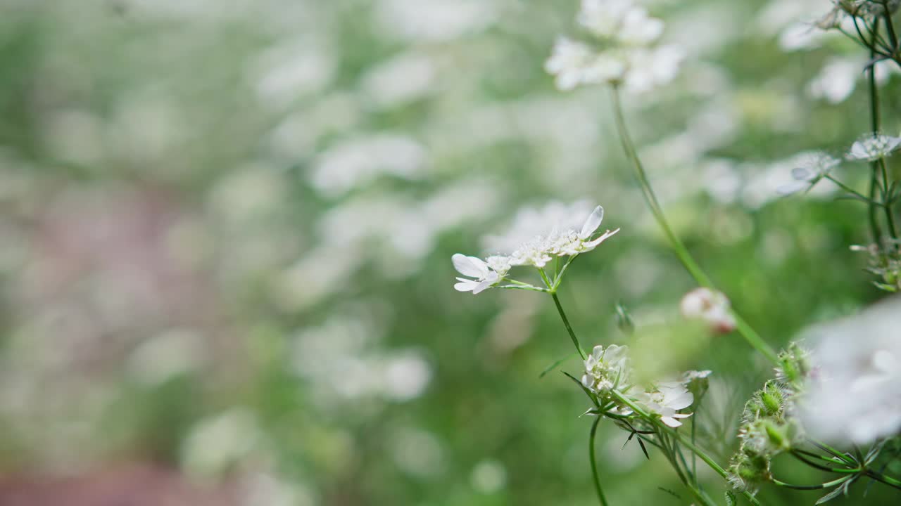 在一个阳光明媚的夏日，野生白色花朵的特写。视频素材