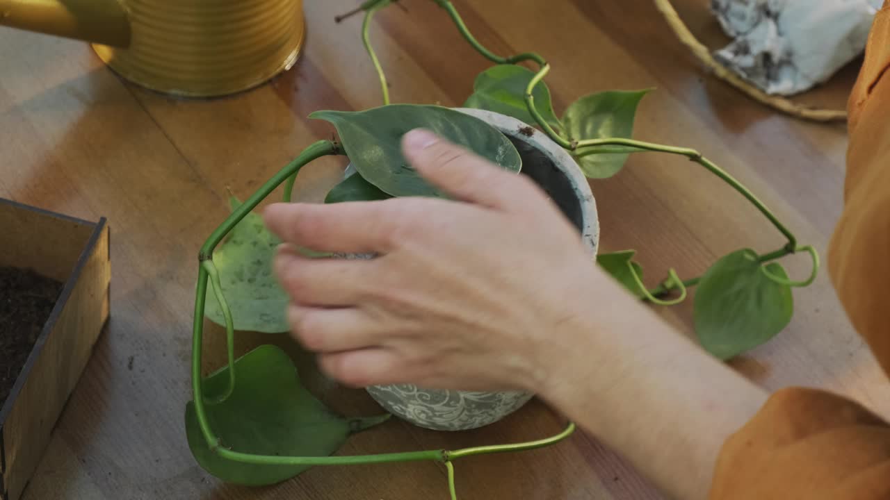 夏天园艺。妇女在后花园的新花盆里移栽植物。视频素材