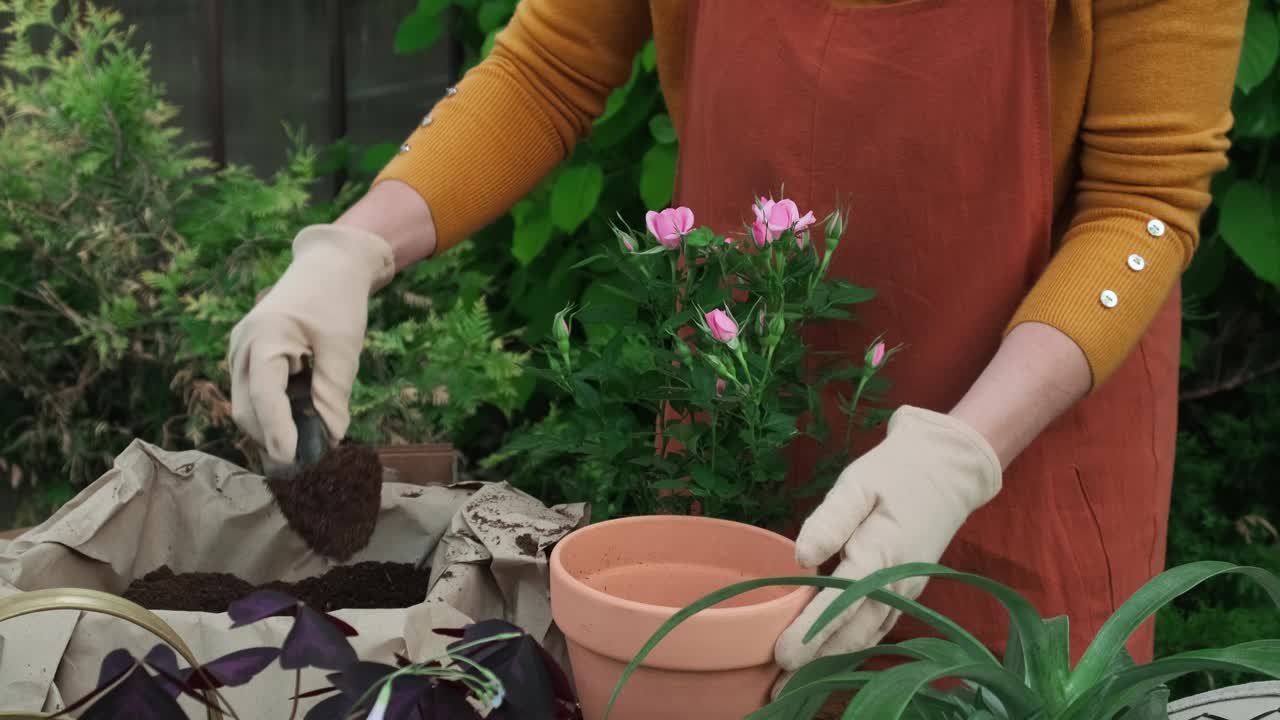 在室外的花盆里重新种植小型玫瑰。视频素材