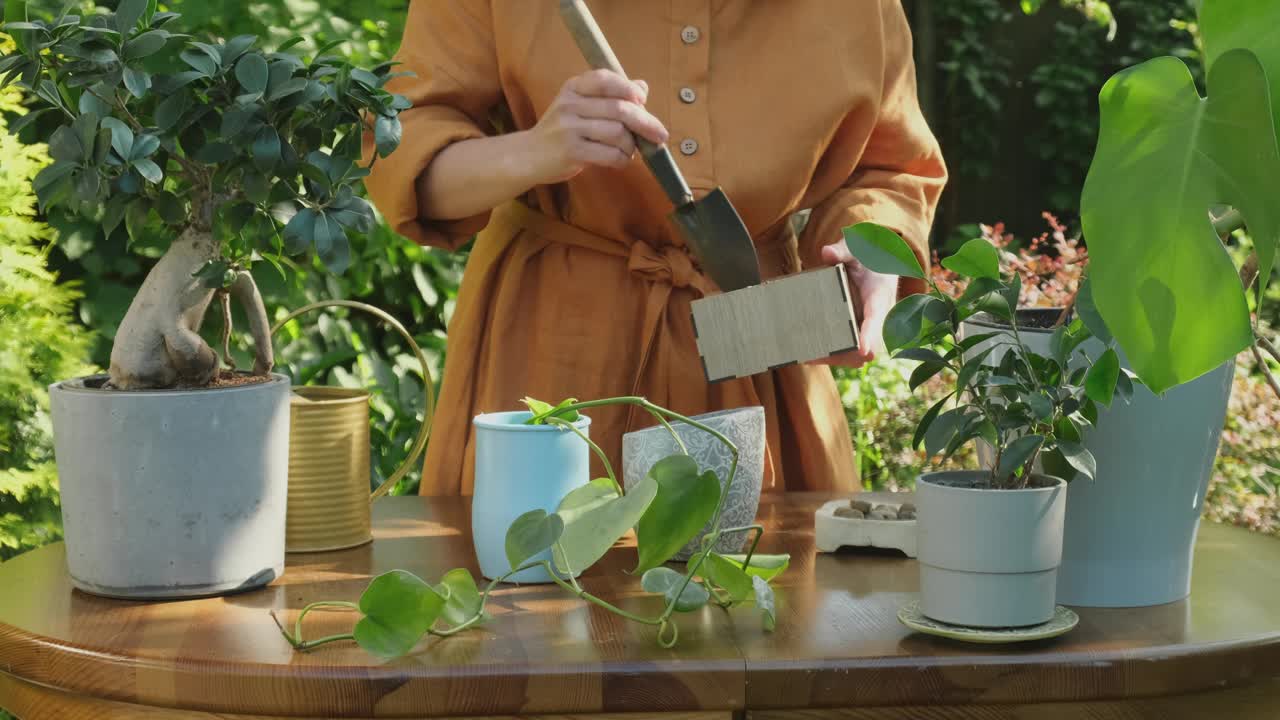 一名妇女在花盆里种植昙花插枝。园艺概念。视频素材