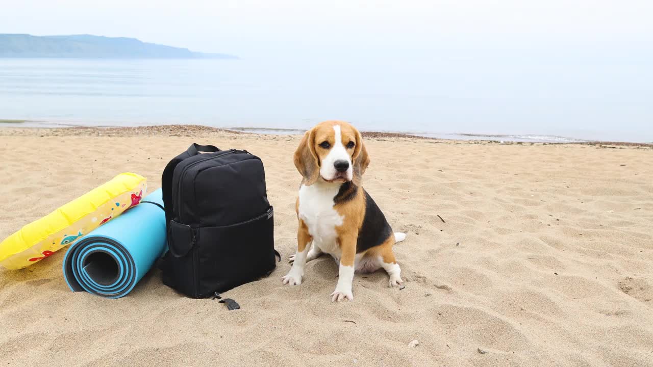 小猎犬正坐在沙滩上。旁边是一个背包，一个垫子，一个游泳圈。视频素材