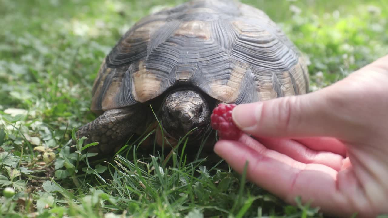 宠物主人给他的乌龟吃成熟的覆盆子视频下载