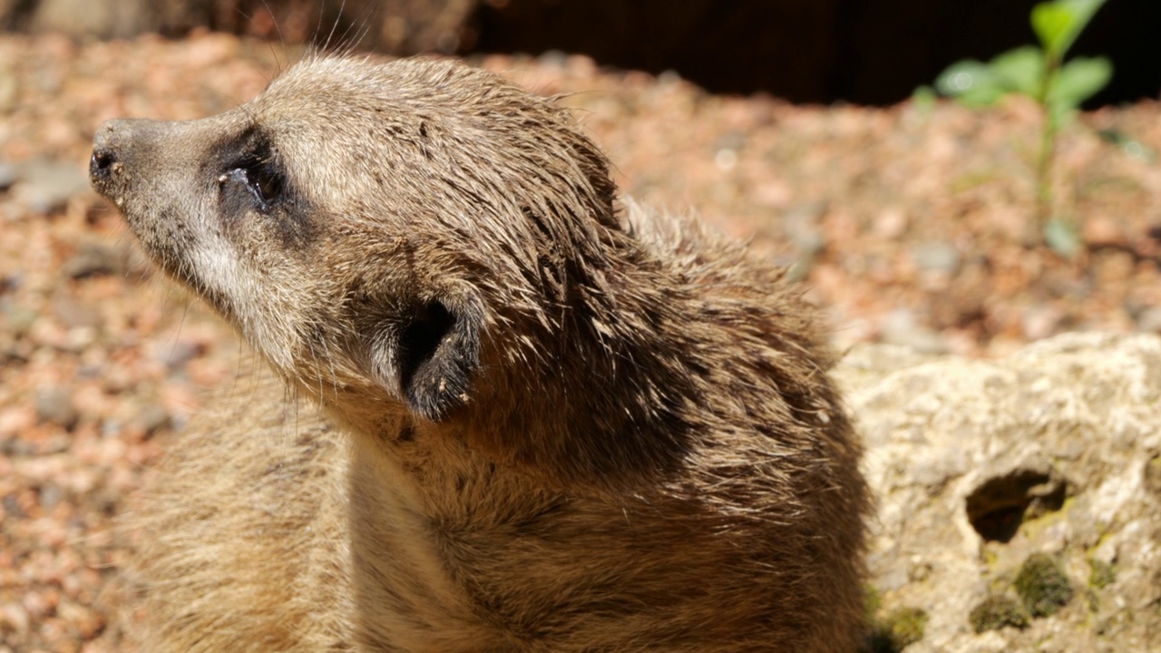 狐獴(Suricata suricatta)，或狐獴，产于非洲南部视频素材