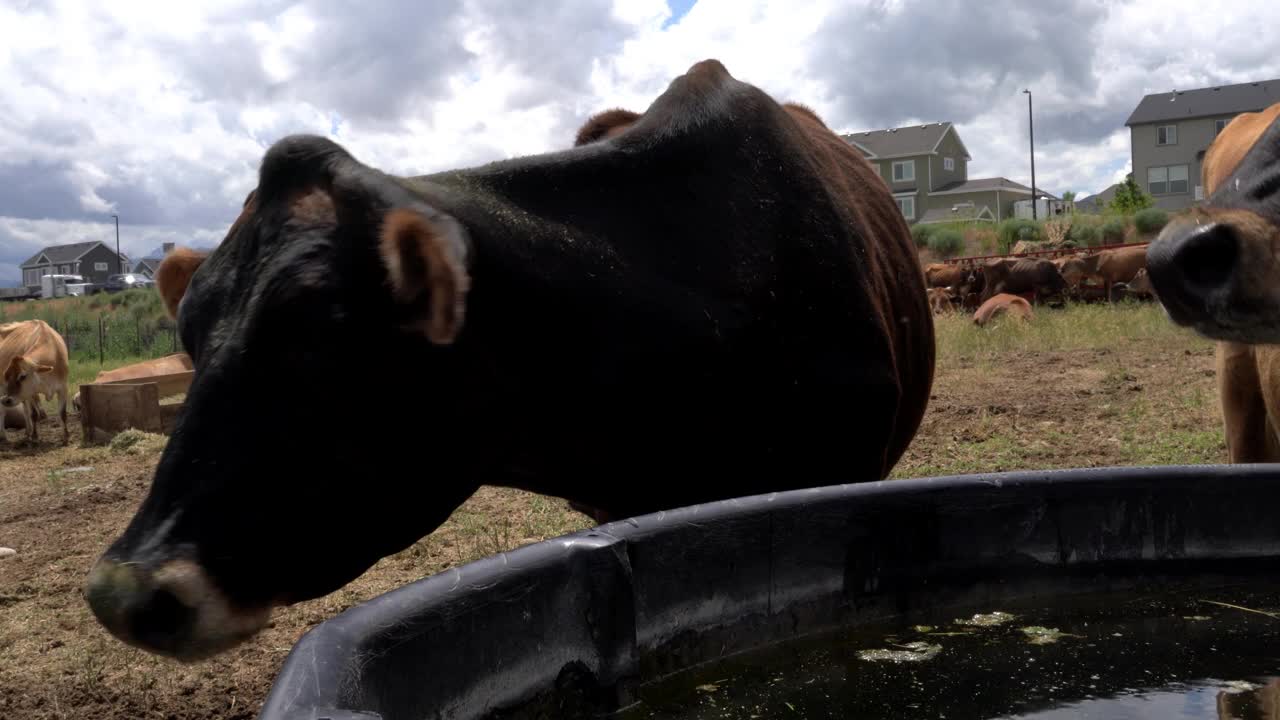 在奶牛场，奶牛和一头可怕的黑牛共用畜栏。视频素材