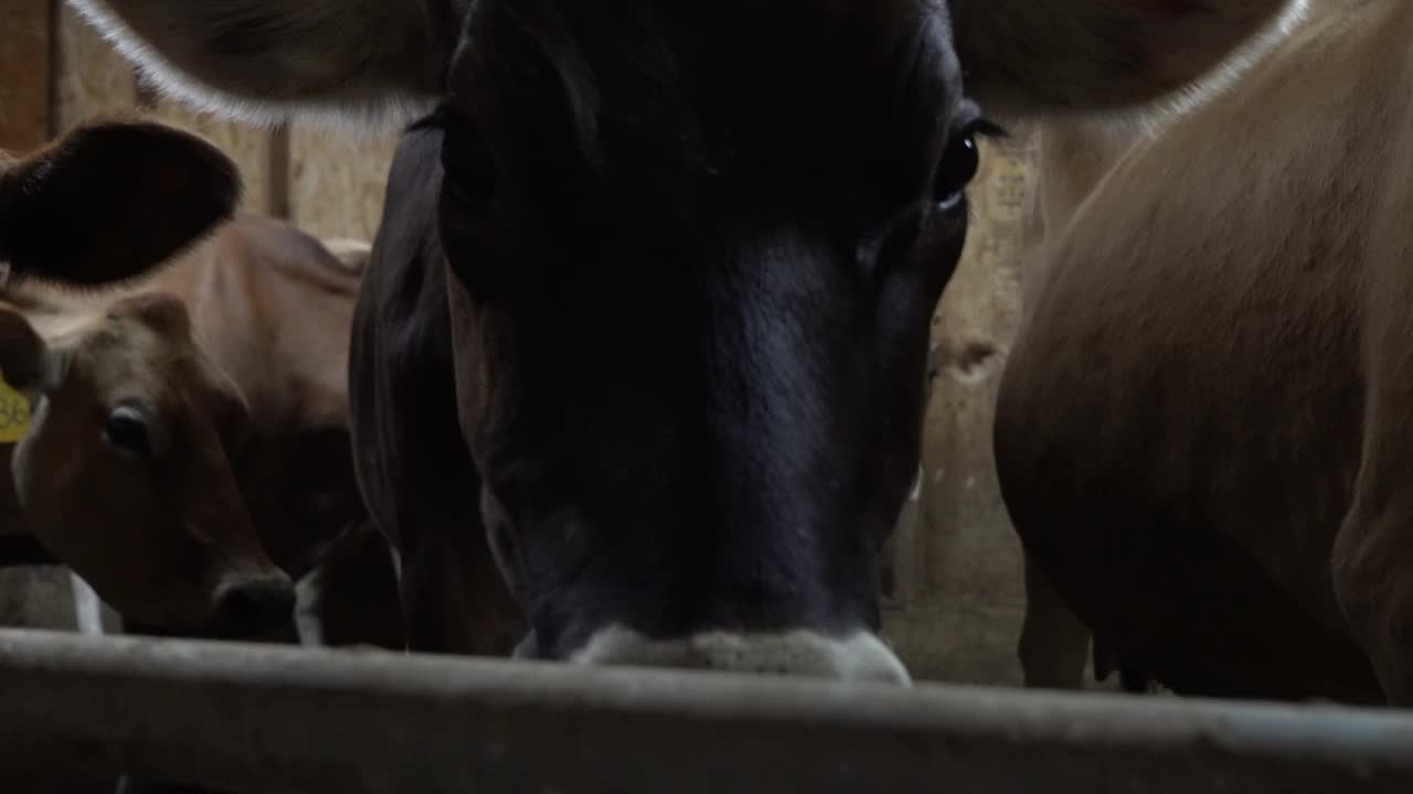 在奶牛场的动物圈里，奶牛和一头威严的黑公牛共存。视频素材