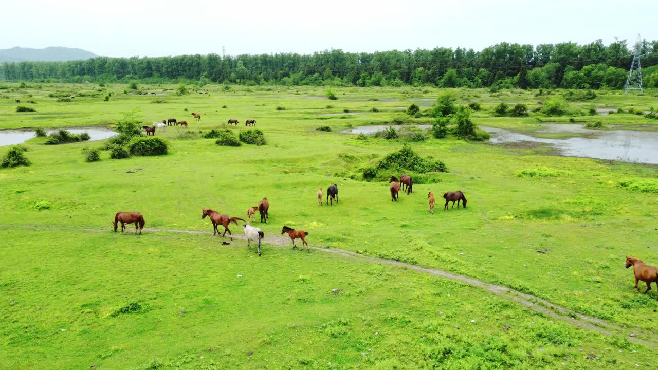 马和一群马在田野里阳光灿烂的草地上吃草。视频素材