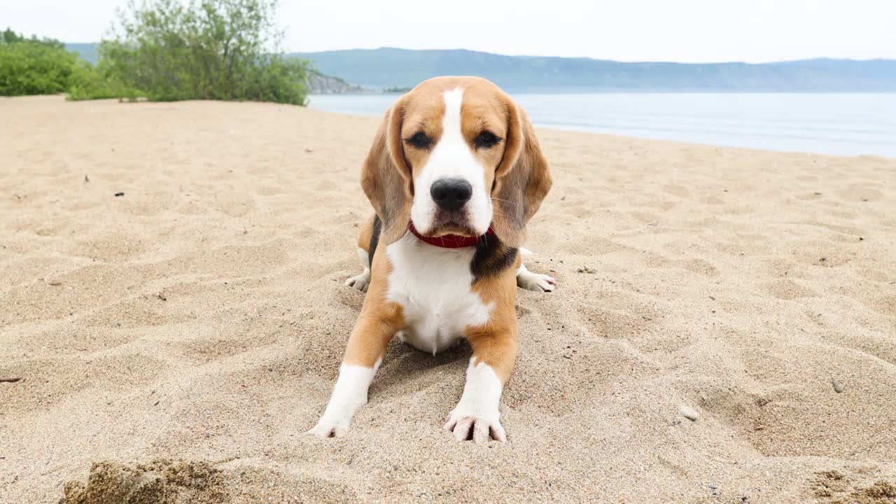 可爱的小猎犬躺在沙滩上。视频素材