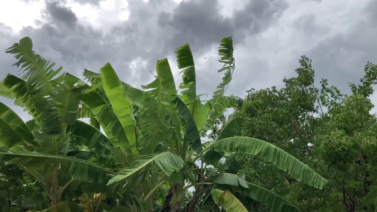 香蕉树在风雨中摇曳视频下载