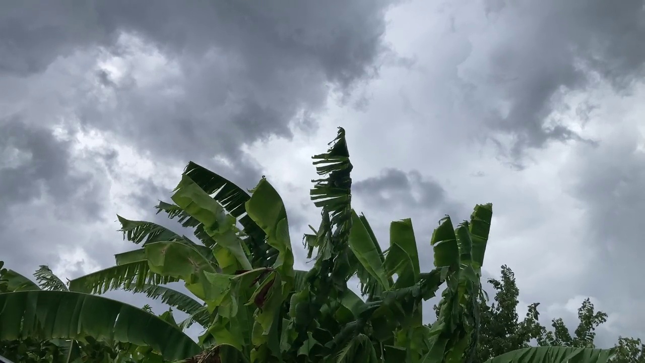 香蕉树在风雨中摇曳视频下载