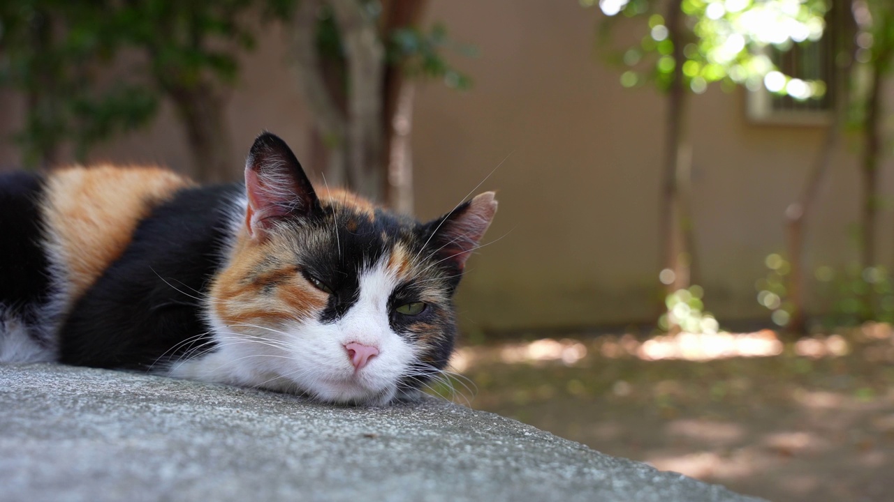 人行道上猫的特写镜头视频素材