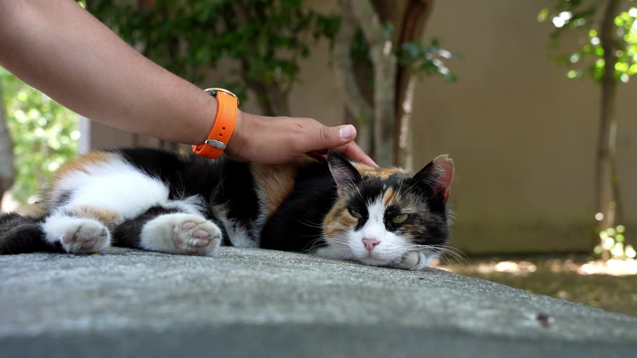 人行道上爱猫的男人，特写视频素材